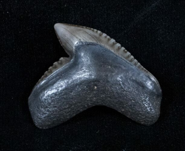 Fossil Tiger Shark Tooth From Georgia #3212